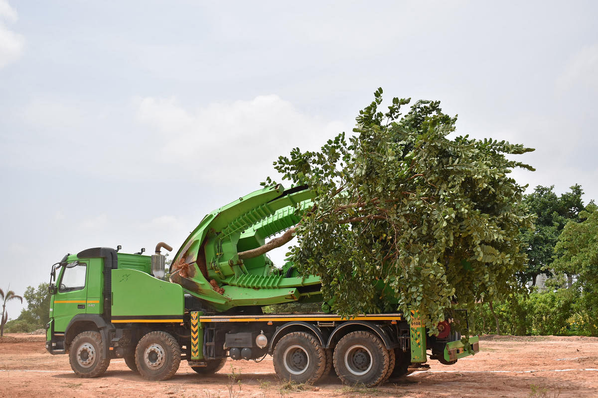 Workers relocate trees to demonstrate the transplantation process at KIA on Wednesday. (DH Photo/Srilekha R)