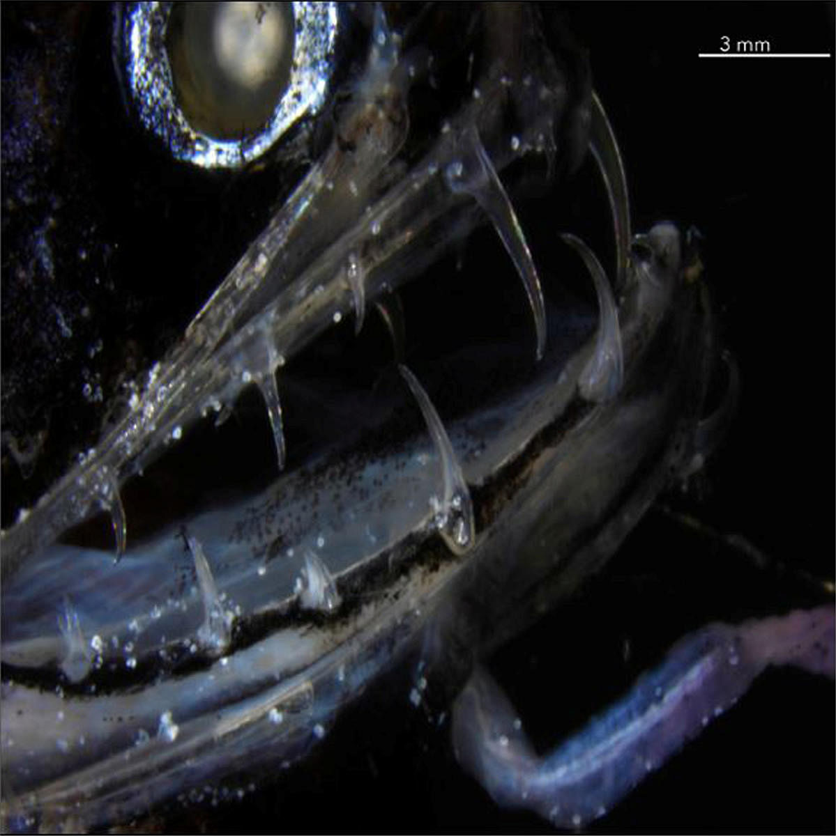 The transparent teeth of the deep-sea dragonfish are shown in this photograph released from San Diego, California, US. Reuters photo