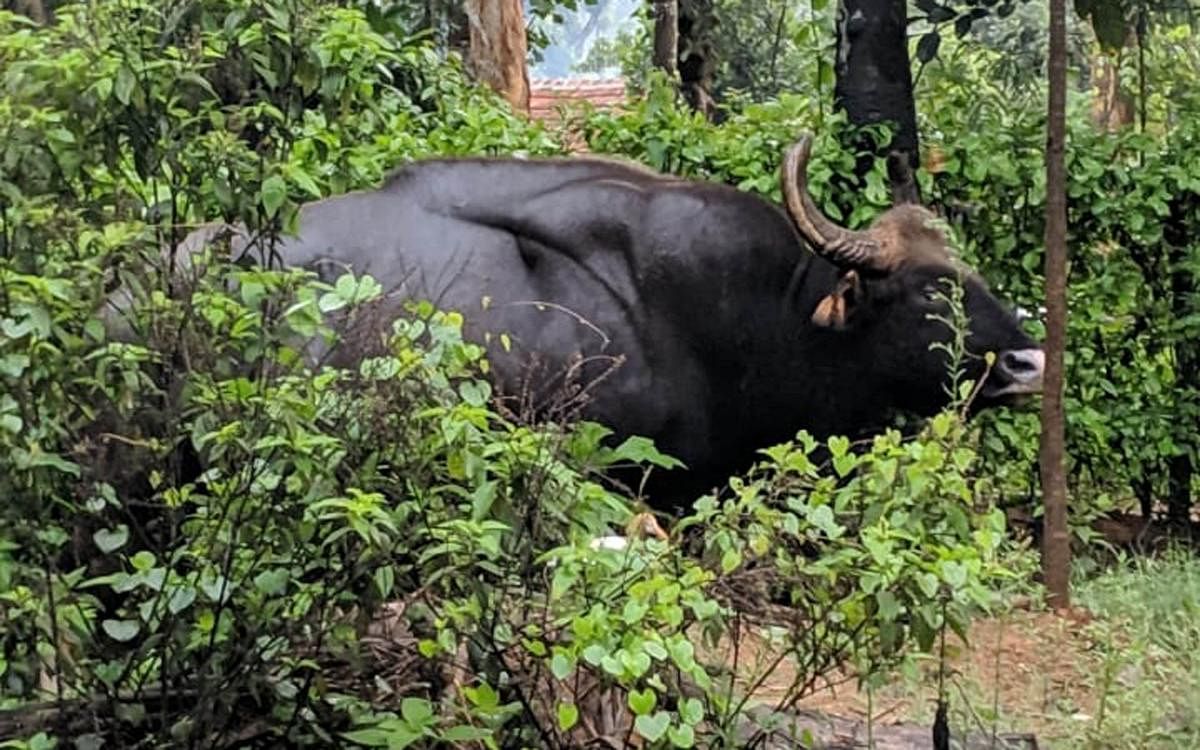 The bison that was spotted in Bidarahalli gram panchayat limits in Mudigere on Thursday.