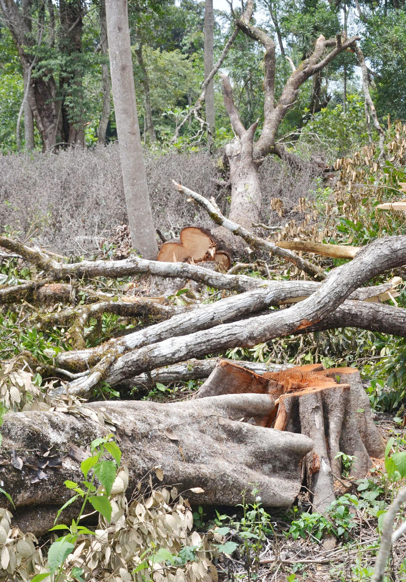 Trees axed in K Nidugani gram panchayat limits in Kodagu.