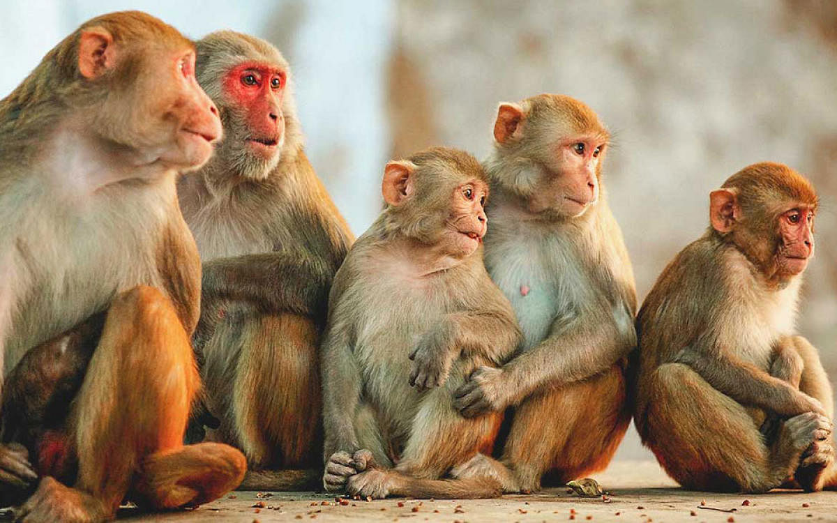 A troop of monkeys died from suspected heatstroke in India as scorching temperatures that have lasted more than a week, that took a mounting toll on humans and animals, media reports said Saturday. (TPML Photo)
