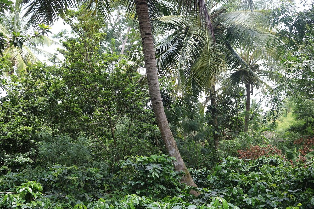 A view of the farm in Mandya district