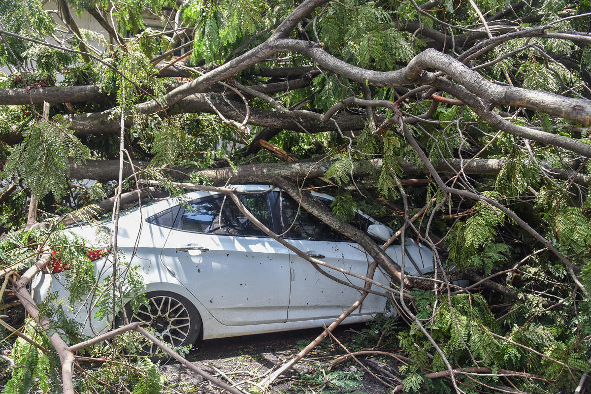 A tree fell down on the car during wind and rain Thursday night at 10th cross, Ideal Homes township, Rajarajeshwari Nagar in Bengaluru on Friday. Photo by S K Dinesh