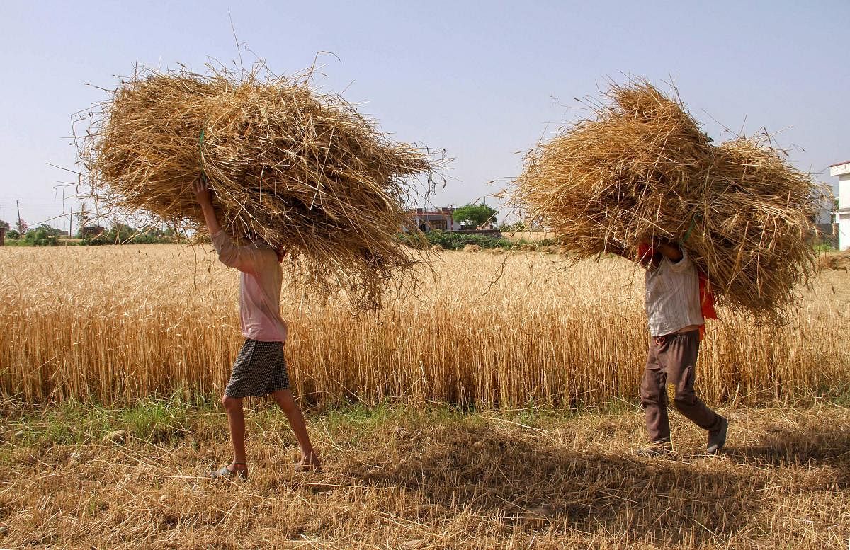 The government of Kerala announced that steps would be taken to write off loan dues of up to Rs 2 lakh of farmers and to stop cooperative banks from initiating proceedings against loan defaulters under the SARFAESI Act, on Monday. (PTI File Photo)