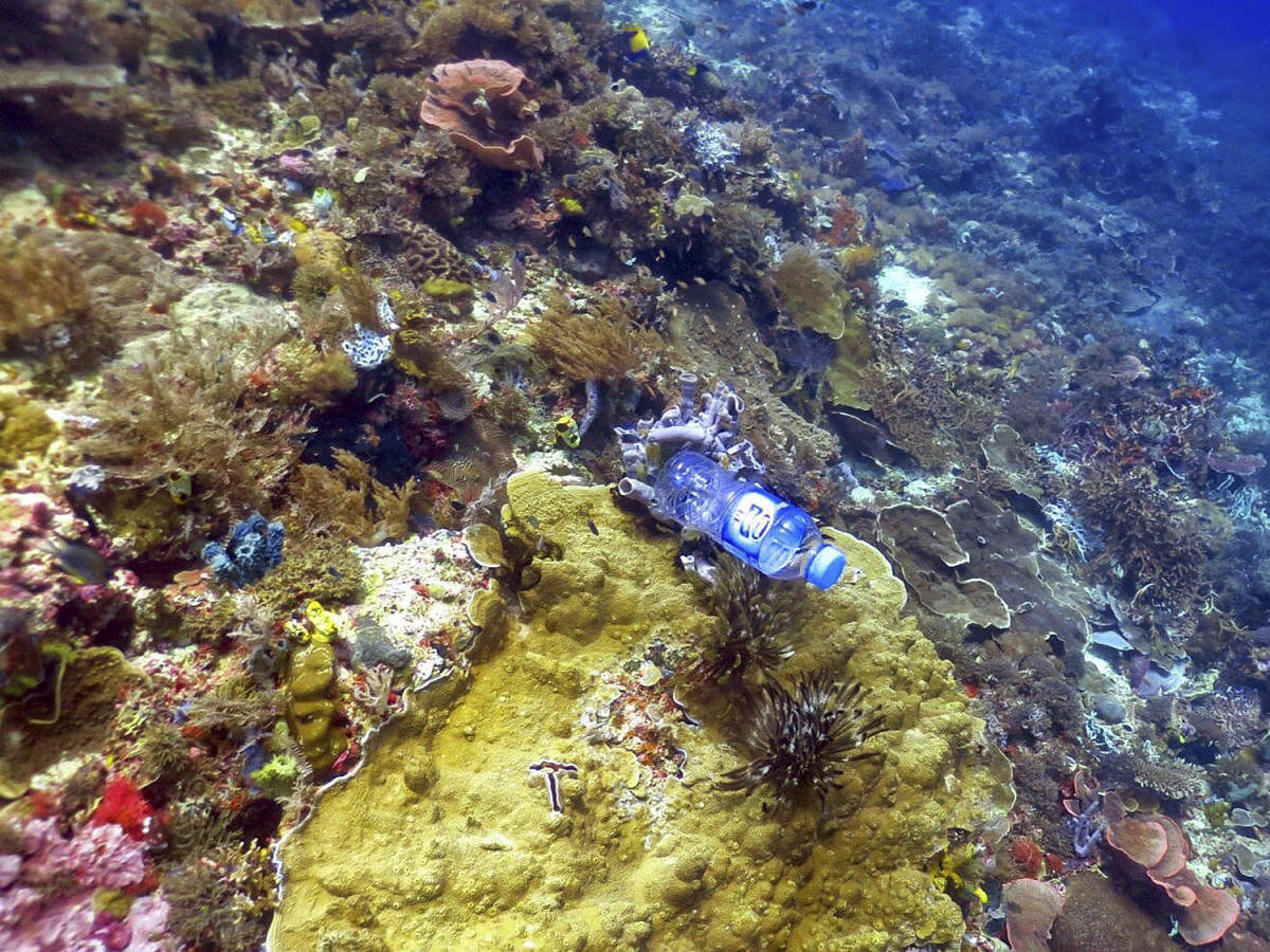 A plastic bottle is wedged in a coral on the Great Barrier Reef. (Dr Kathryn Berry via The New York Times)