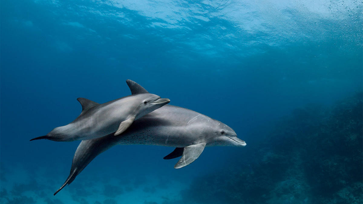 Researchers from the University of Exeter and Plymouth Marine Laboratory (PML) in the UK examined 50 animals from 10 species of dolphins, seals and whales - and found microplastics in them all. (Stock Photo)