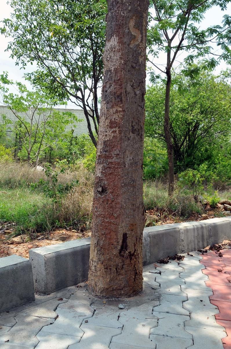 Concrete paving slabs being laid on the walking path cover trees till trunk at Mahatma Gandhi Park in Ratnagiri Bore in Chikkamagaluru.