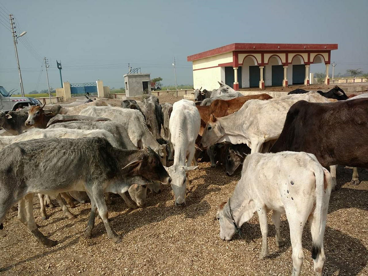 A herd of stray cattle in the Bundelkhand region of Uttar Pradesh.