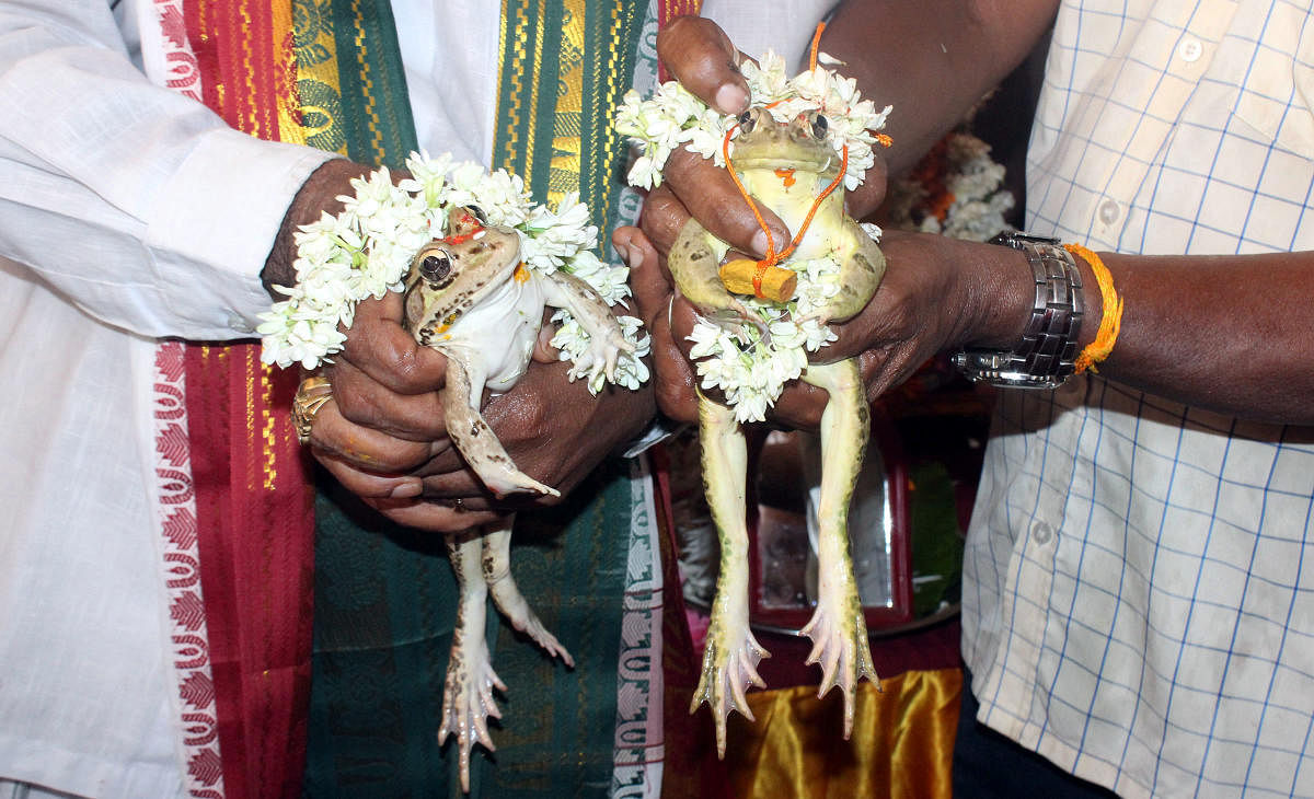 A marriage of frogs was organised by Udupi Jilla Nagarika Samithi Trust and Pancharathna Seva Trust in Udupi on Saturday.