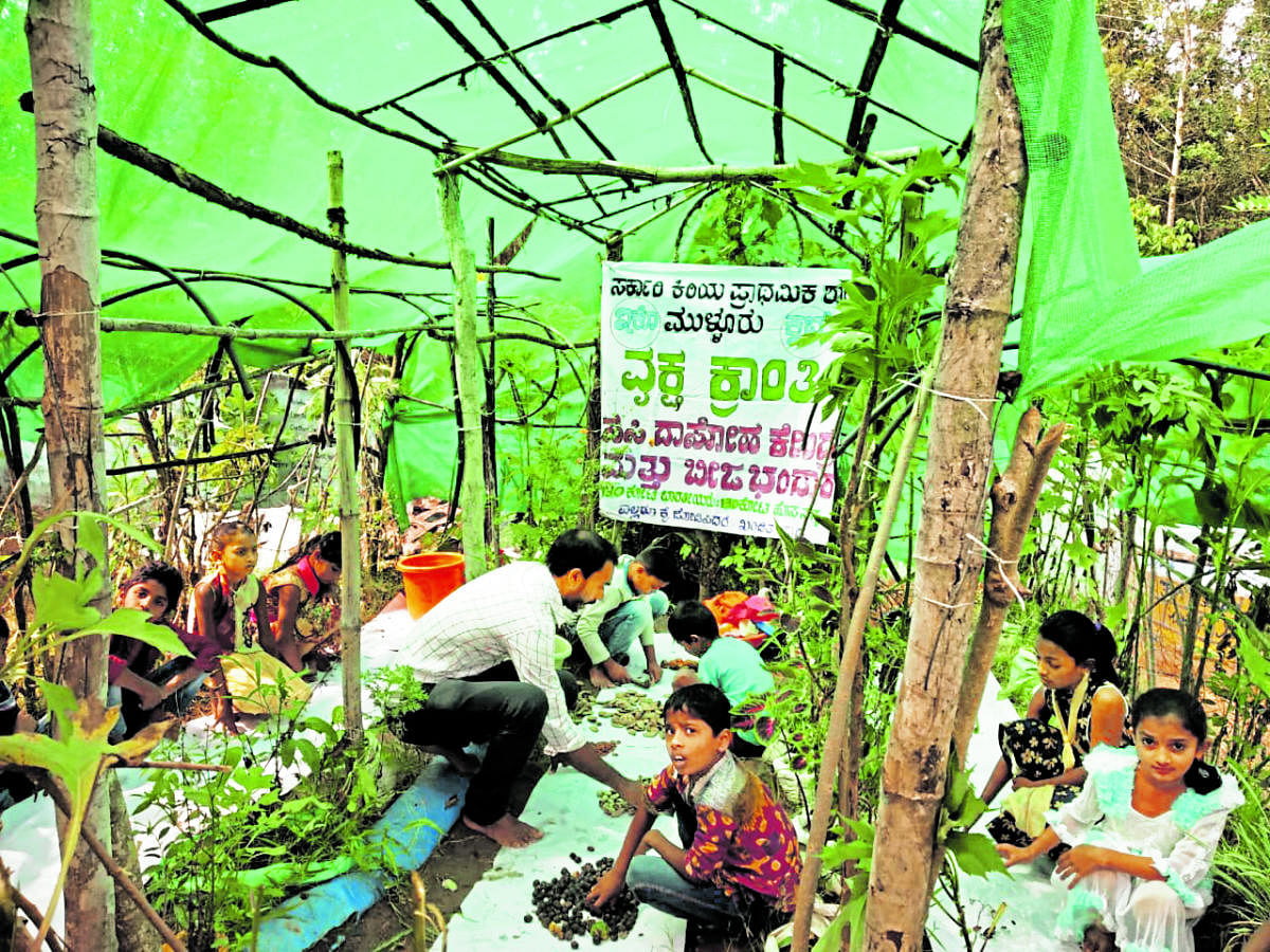 Students of the government lower primary school in Mulluru village collect seeds of wild tree species at the ‘Beeja Bhandara’ (seed bank) set up at the school.