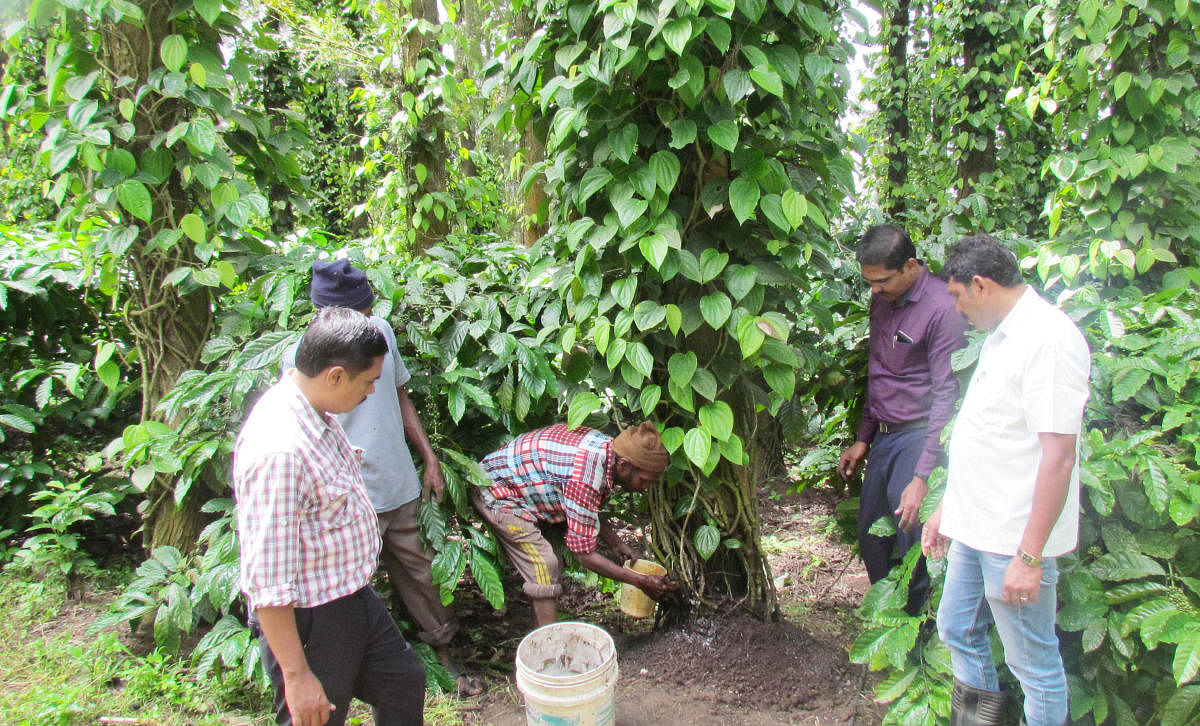 Farmers provide Arka microbial consortium to pepper vines in a plantation in Kodagu.