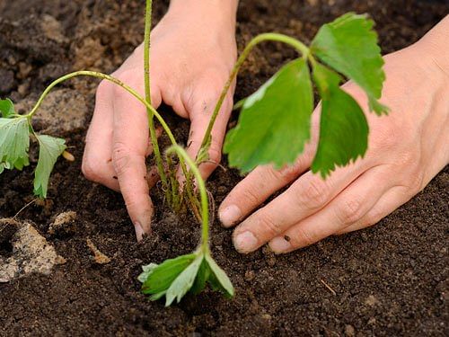 The state government has been observing the day on June 11 since 1999 and 38,46,043 trees have been planted across the state till last year, an official statement said. (File Photo)