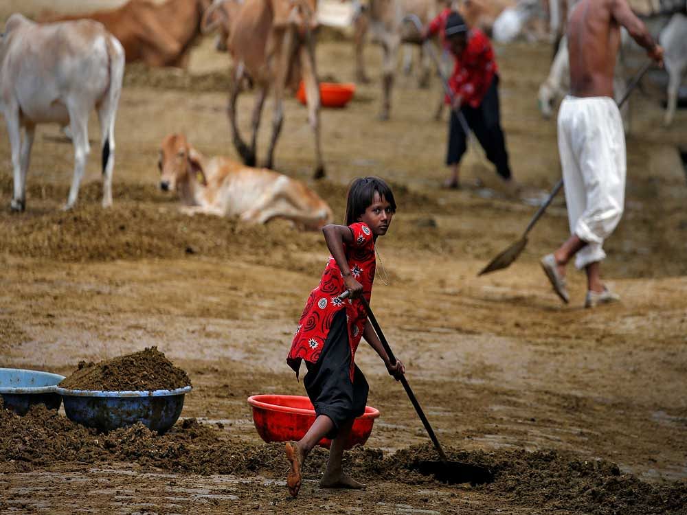 According to the International Labour Organisation (ILO), recent global estimates state that there are approximately 152 million children in child labour and seven out of every 10 working children are in agriculture. Reuters file photo