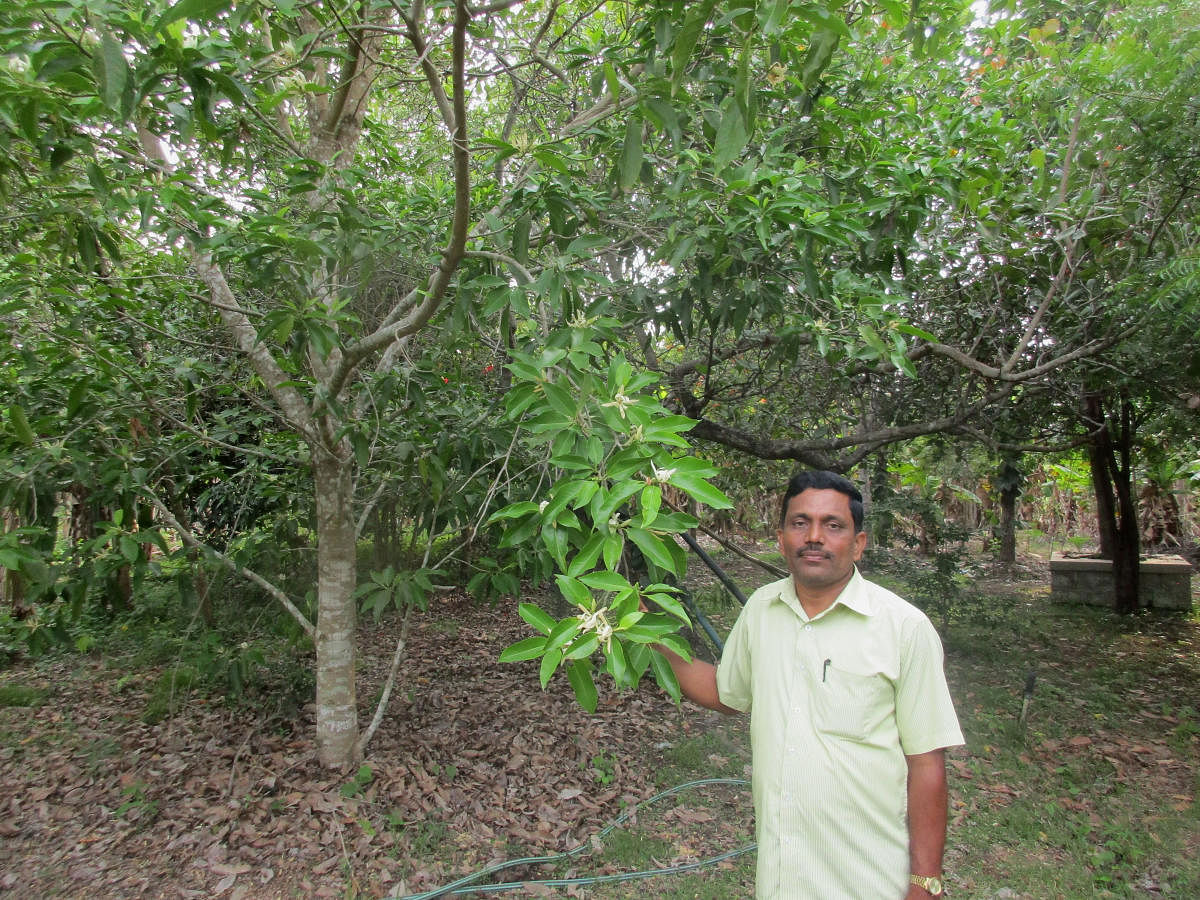 Sunil seen next to a Sampige plant on his farmland at Thotadakere in NR Pura taluk.