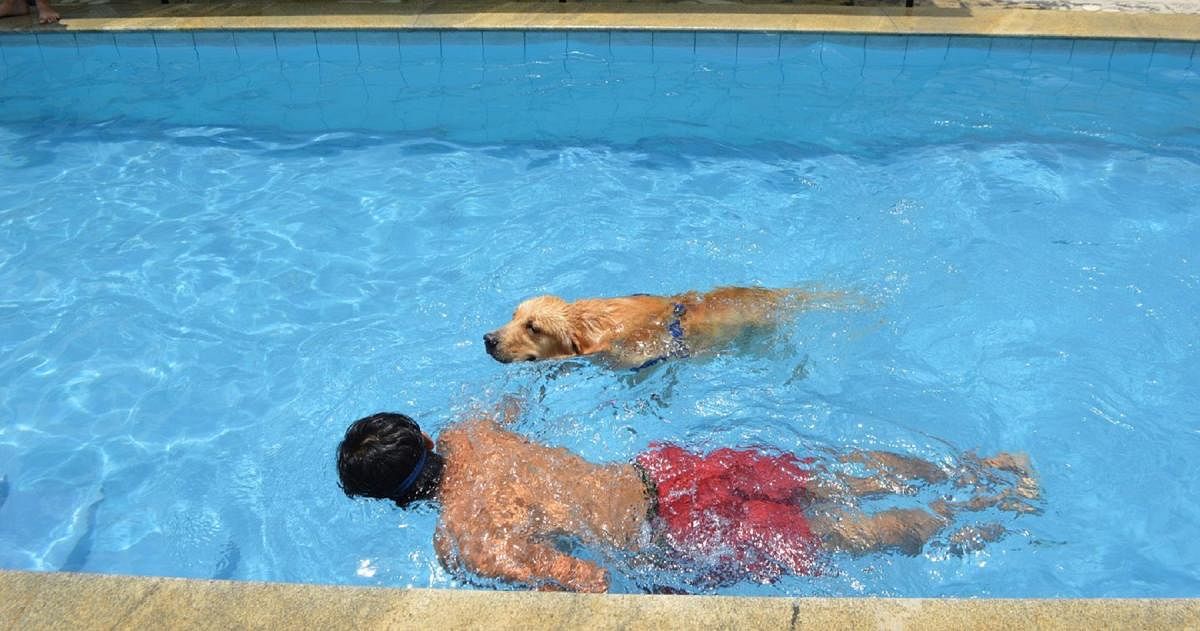 Swimming is a natural stimulation and workout for dogs. (Above) At Canaan Pet Resort.