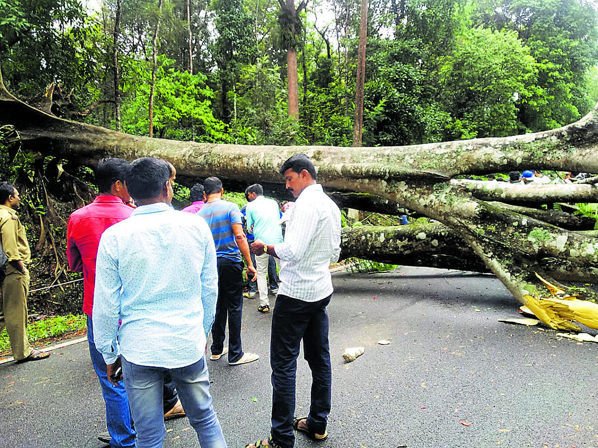 A huge tree was uprooted and fell on a road at Arenooru in Chikkamagaluru.