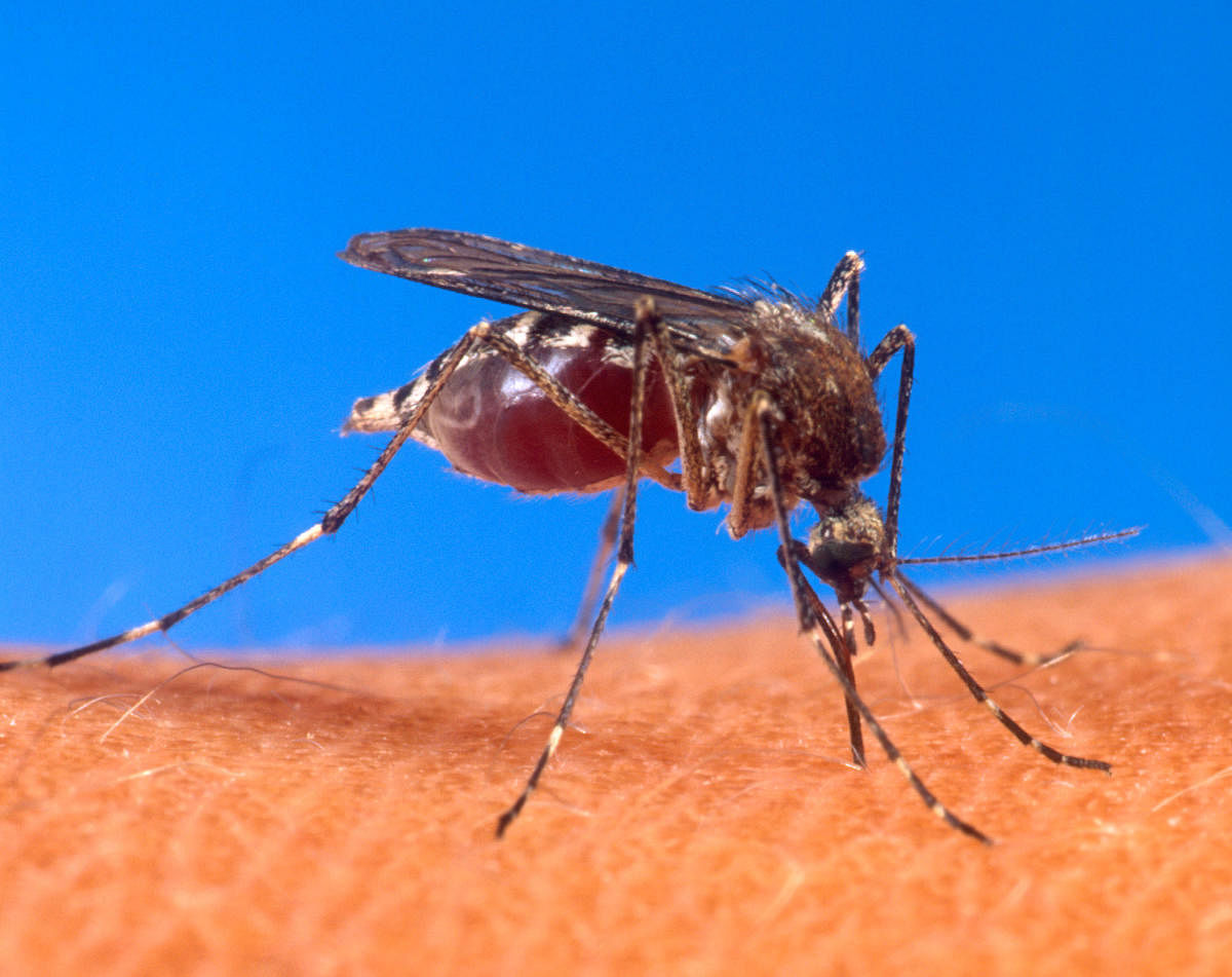 The Aedes Aegypti mosquito, which causes dengue. dh file photo