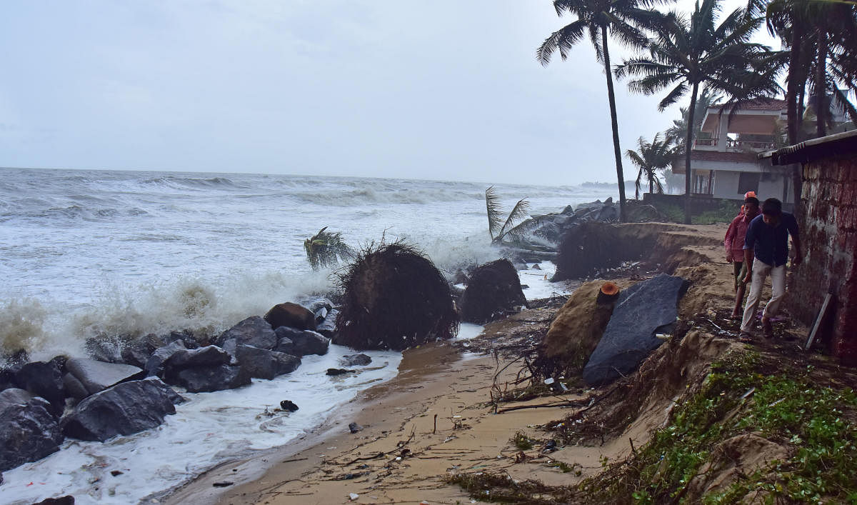 Coconut trees are uprooted at Someshwara Uchchila, following sea erosion.