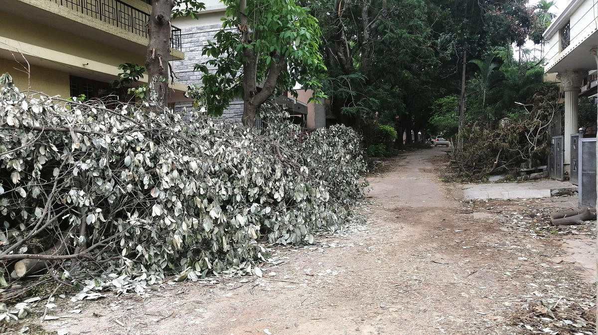 The uncleared trees and branches in Raja Rajeshwari Nagar blocking roads. DH Photo