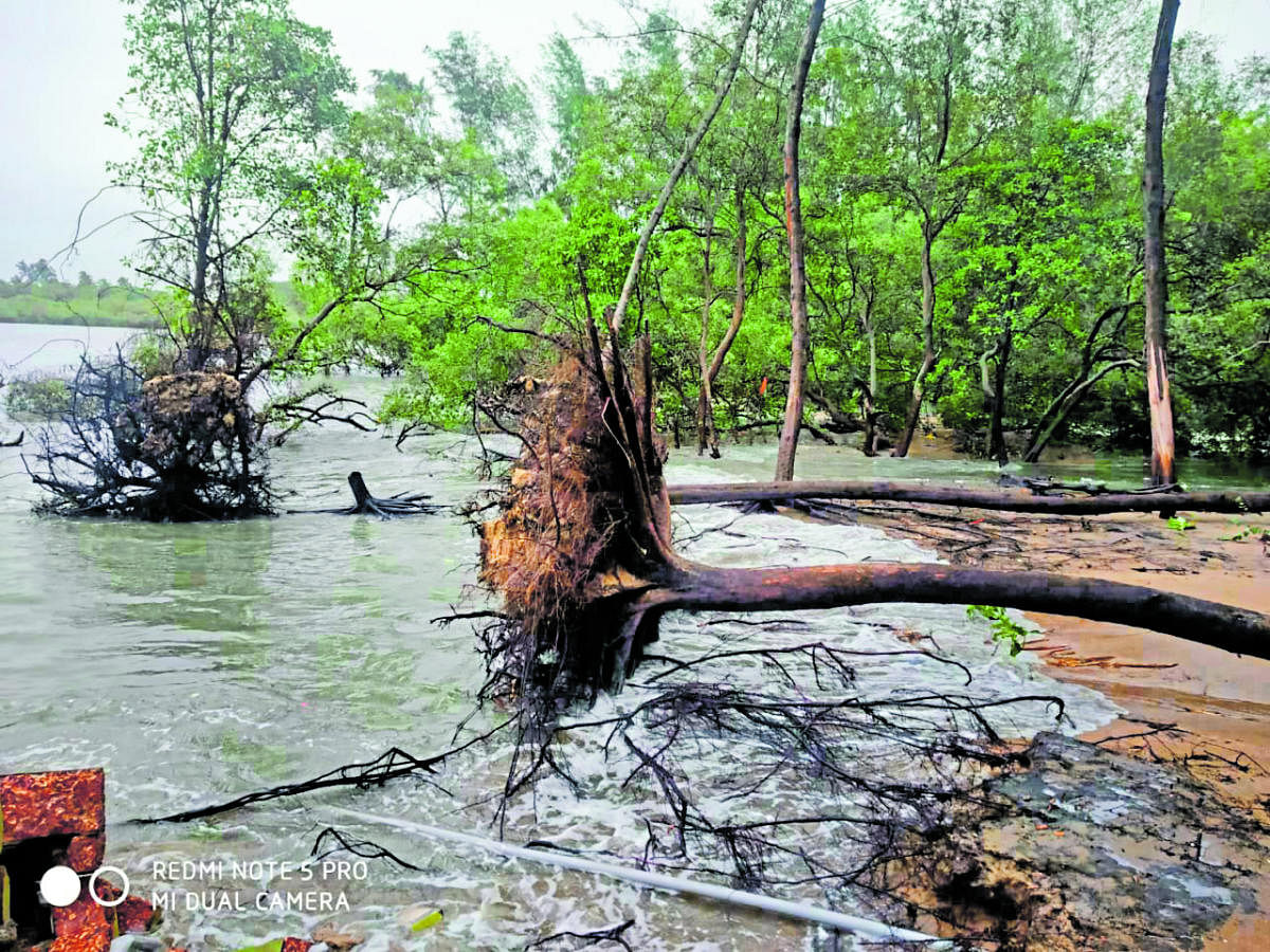 Trees uprooted in river erosion in the estuary near Sasihithlu beach.