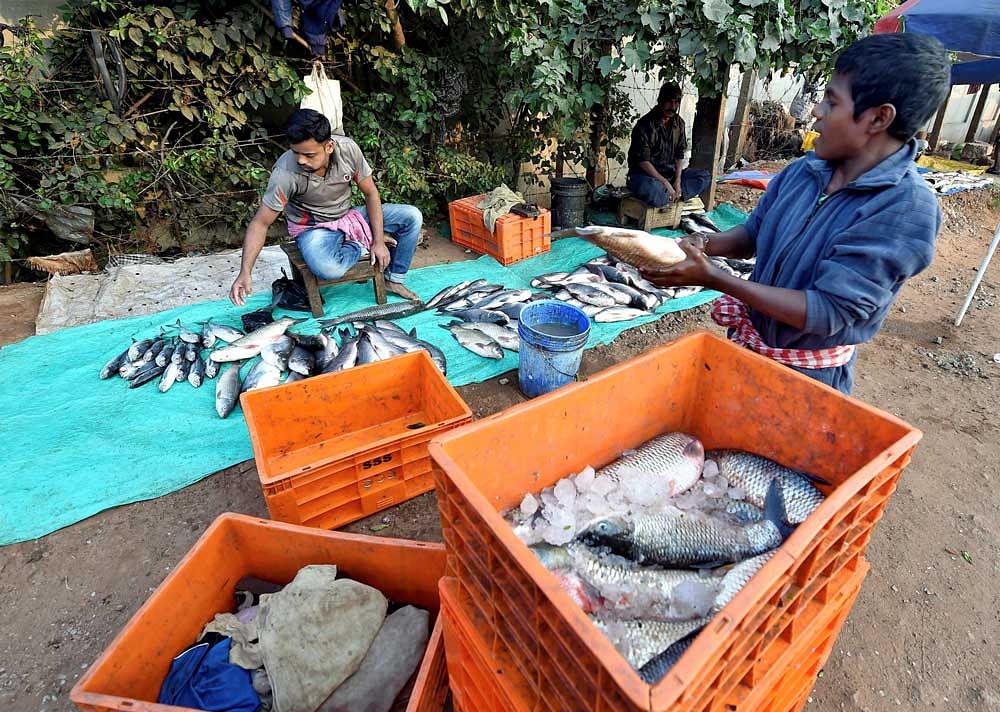 The controversy raised its head nearly a year after the BJP-led coalition government in the state had banned import of fish from Karnataka, Andhra Pradesh, Tamil Nadu and Maharashtra, after a raid by state Food and Drugs Administration found traces of formalin in fish consignments brought into Goa by road from the neighbouring states. (PTI File Photo. For representation purpose)