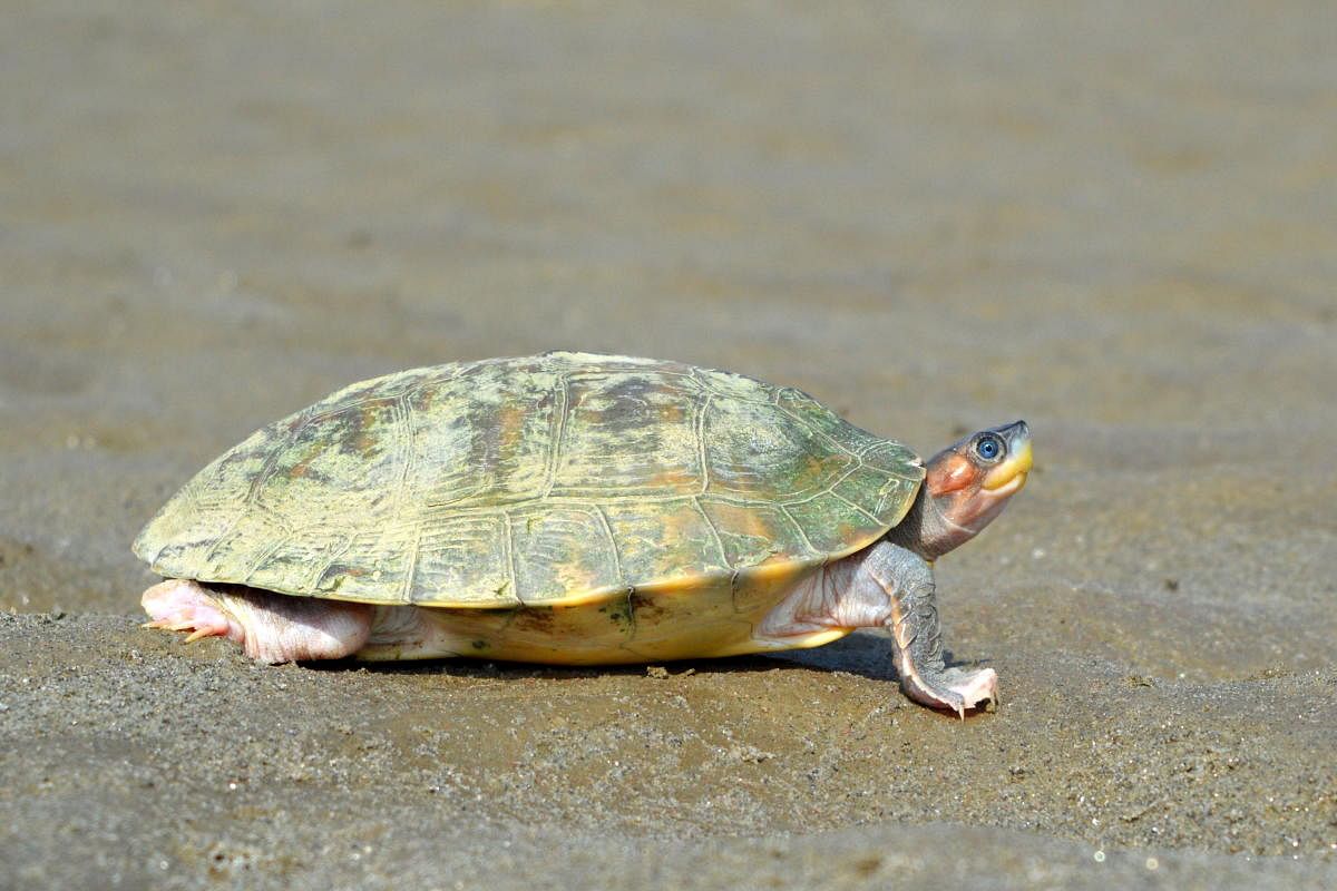 Brown Roofed Turtle (Pangshura smithii). Anuja Mital