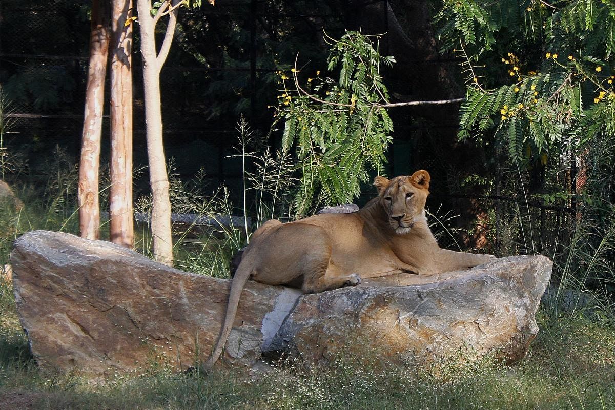 An Asiatic lioness. Pic for representation purpose only