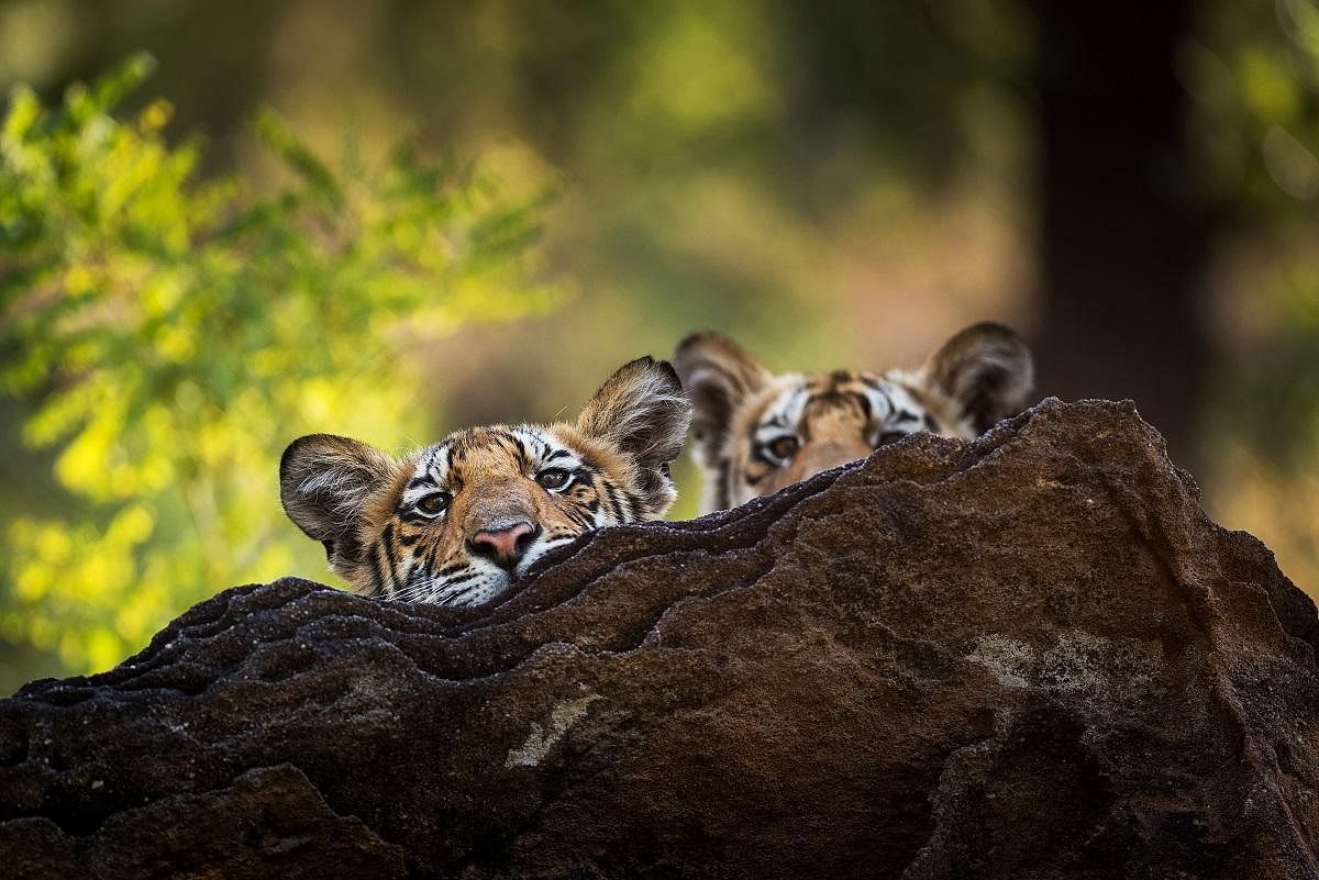 Raj Bhera with her cubs at Bandhavgarh National Park, Madhya Pradesh. 