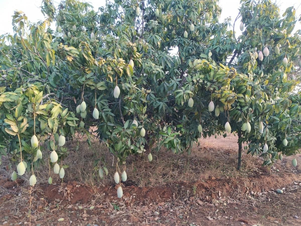 There is no migratory population in Srinivaspur taluk as residents work in mango orchards. The town has been selected for the dementia study for this reason. (DH File Photo)