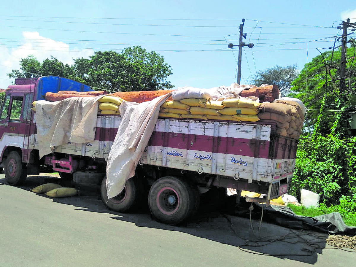 Tree logs being transported covered with the sacks of sawdust in Nalkeri Badaga of Virajpet taluk.