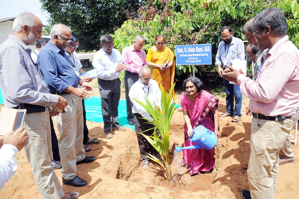 Chairperson of Coconut Development Board Usha Rani waters a coconut sapling after planting it at CPCRI in Kasargod.