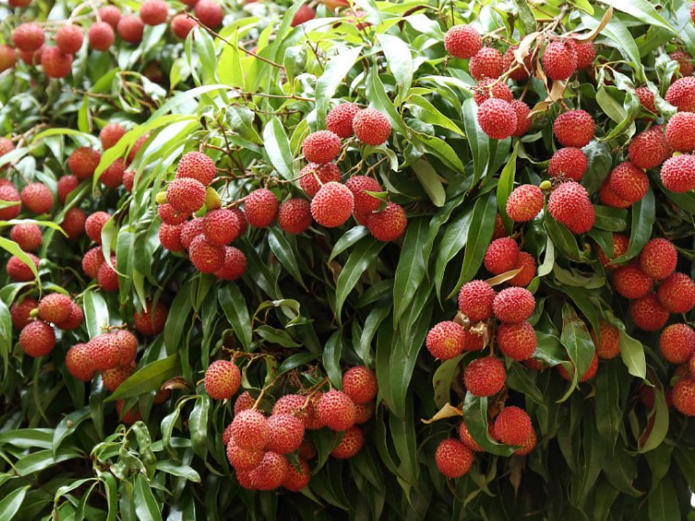 The tragic death of more than 130 children due to suspected acute encephalitis syndrome (AES) in Bihar prompted the Odisha government to order a test on litchi imported from other states. File photo 
