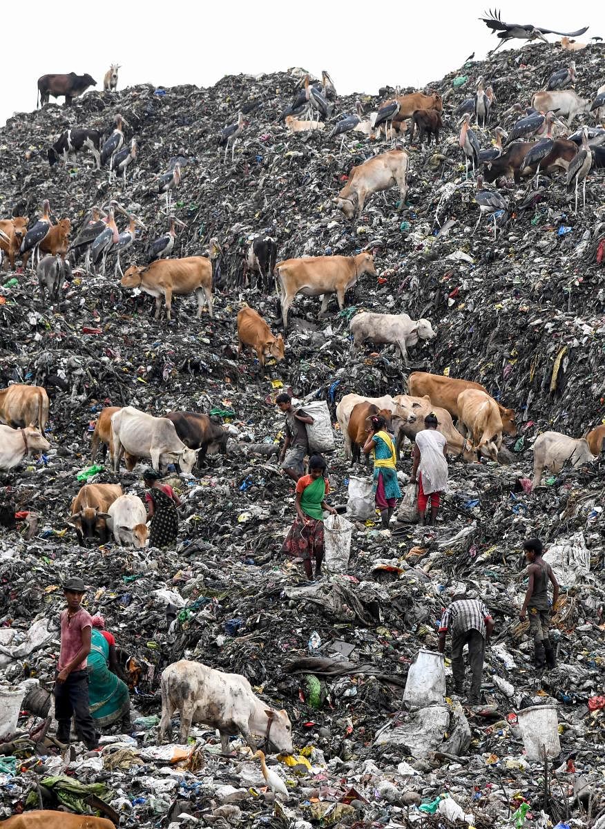 Rag pickers look for recyclable materials as cows wander around at one of the largest disposal sites in northeast India at the Boragaon area of Guwahat. AFP