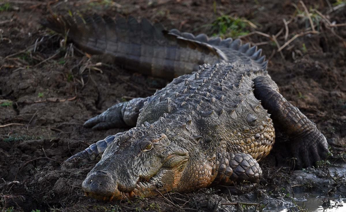 Crocodiles have a sensitive side underneath their tough skin that could shine a light on our ancient climate (AFP Photo)