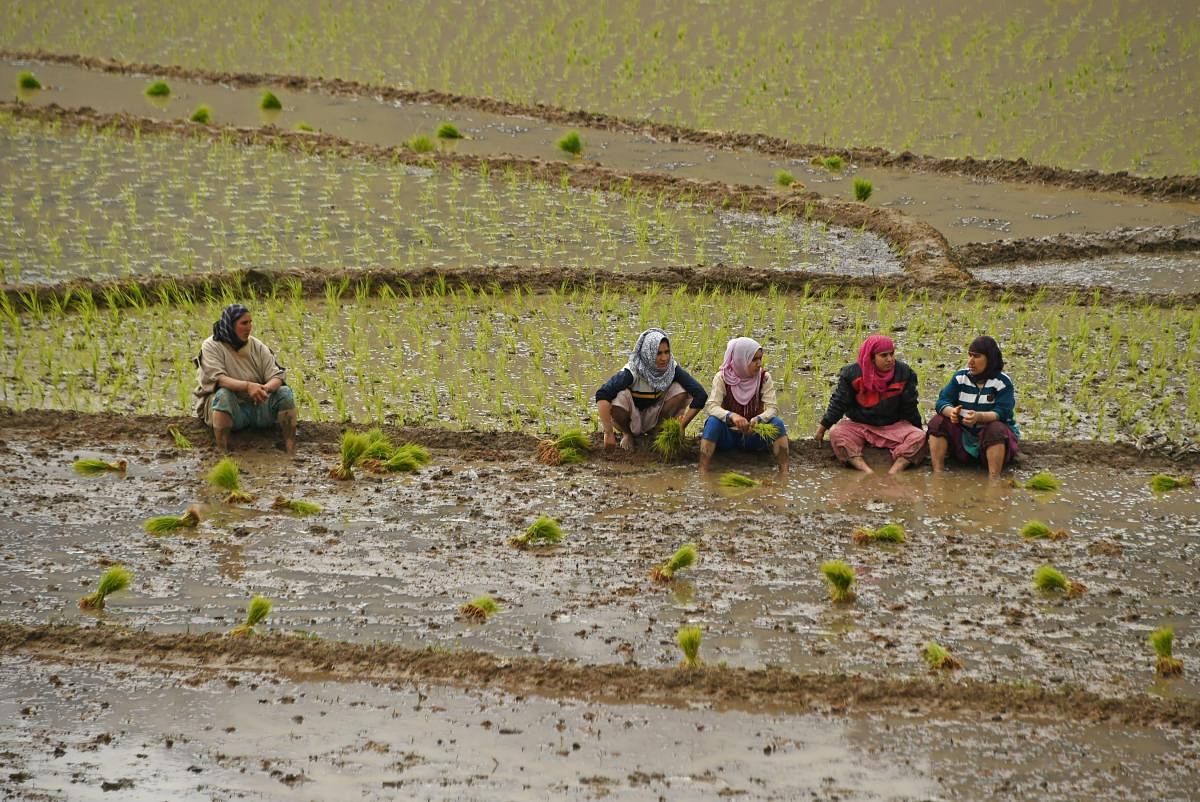 In order to achieve the objective of doubling farm income by 2022, the government also needs to provide an incentive to agri term loans for investment purposes in the upcoming budget, the report said. (Photo AFP)