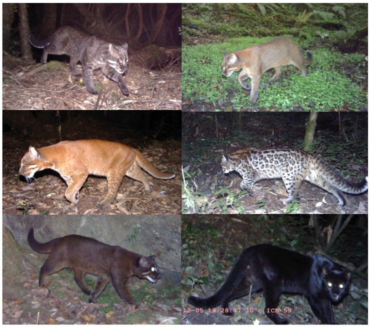 wild hues: (From top left, clock-wise) Tightly-rosetted morph, Gray morph, Ocelot morph, Melanistic form, Cinnamon morph and Golden morph of the Asiatic golden cat. Sahil Nijhawan/Panthera/APFD