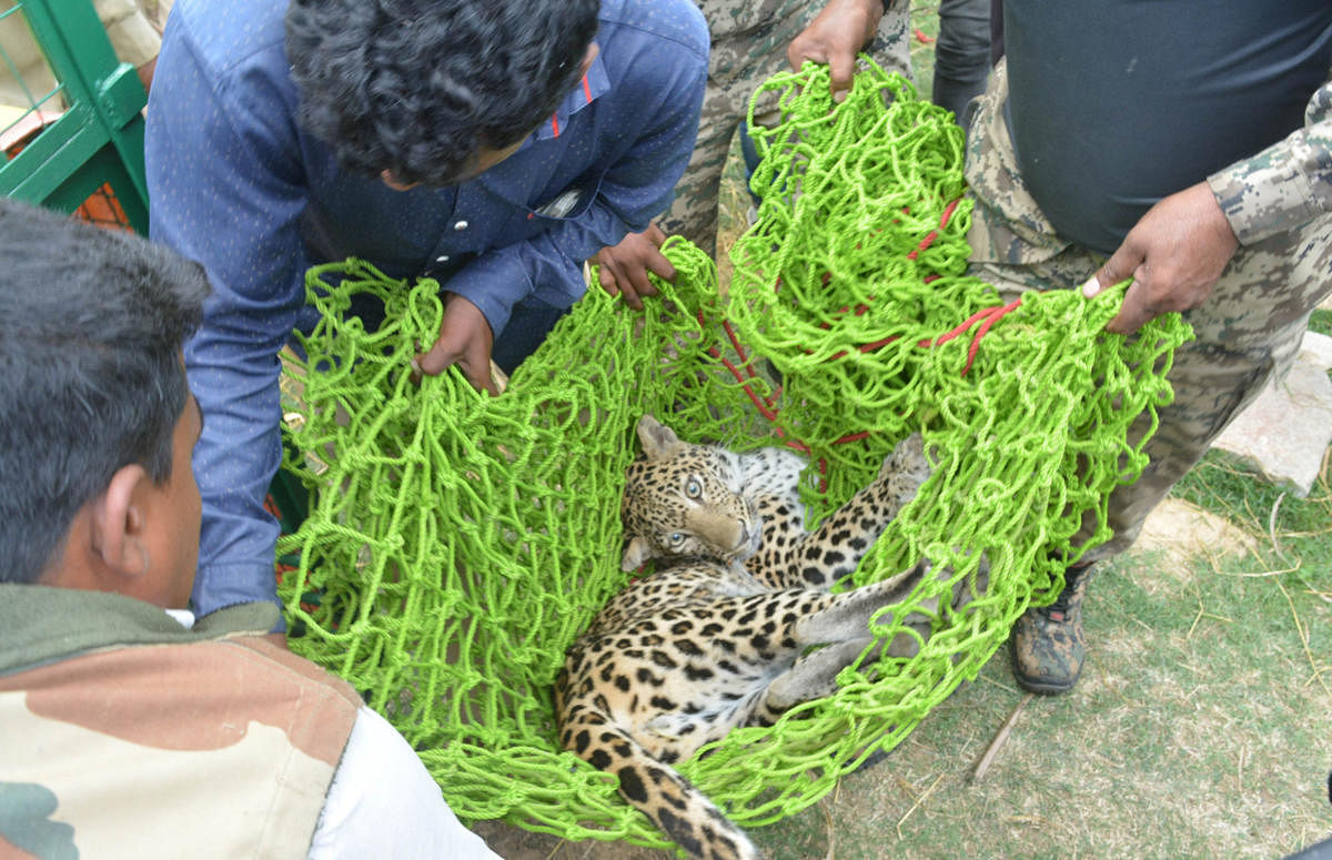 Forest department personnel shift the leopard which had strayed into Byadarahalli village in Hassan taluk on Saturday.