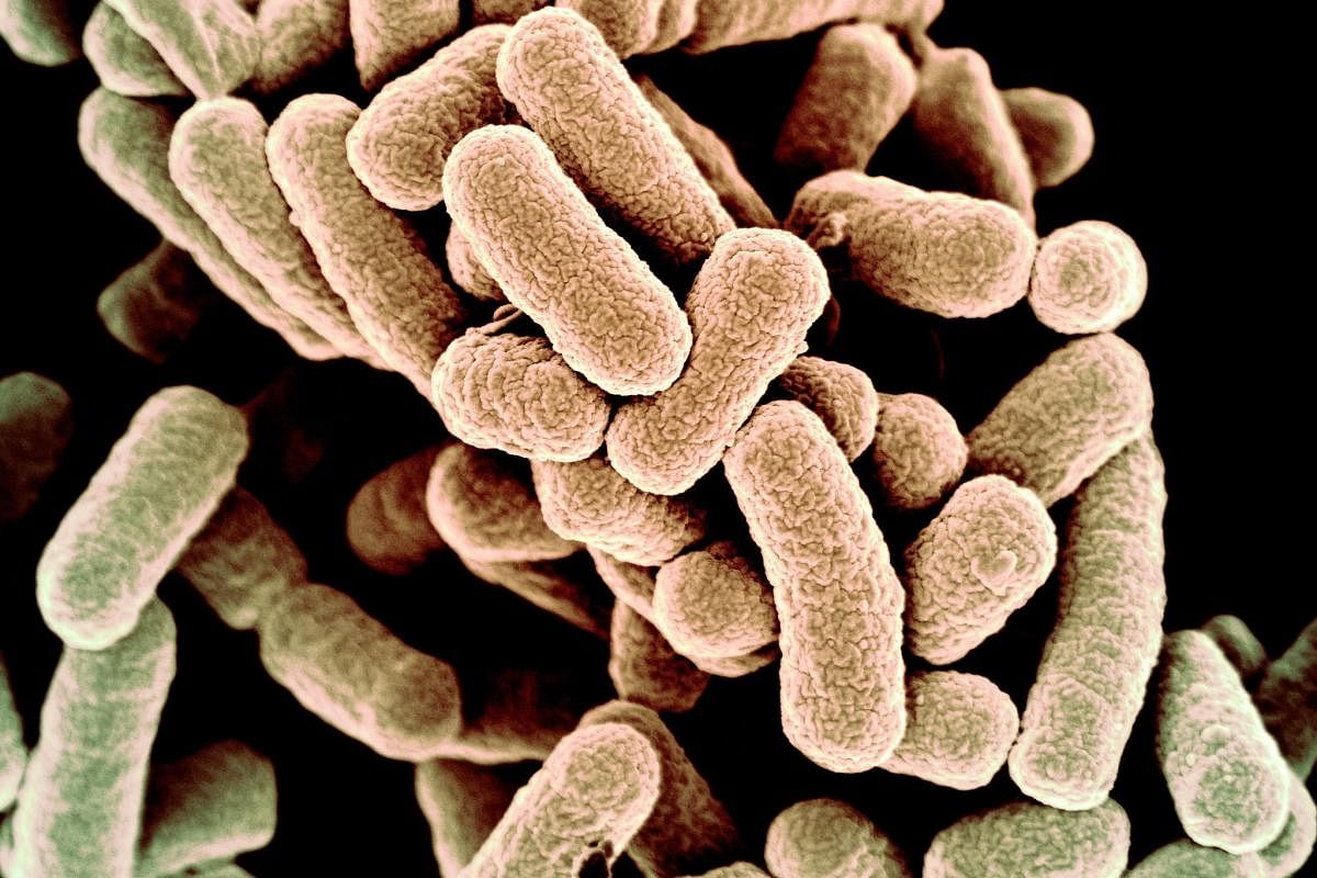 Researchers have discovered viruses that infect bacteria living in the kitchen sponges which may prove useful in fighting 'superbugs' that cannot be killed by antibiotics alone. (DH Photo)