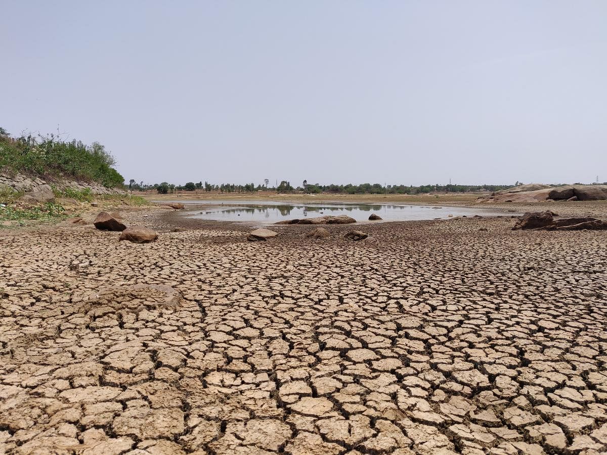 Dried lake beds, like the one at Devarayasamudra lake, are common sights in many parts of Kolar and Chikkaballapur districts. DH Photo