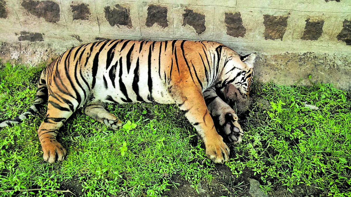 The male tiger that was found dead at Anechowkuru Range, in Periyapatna taluk, recently. DH file photo