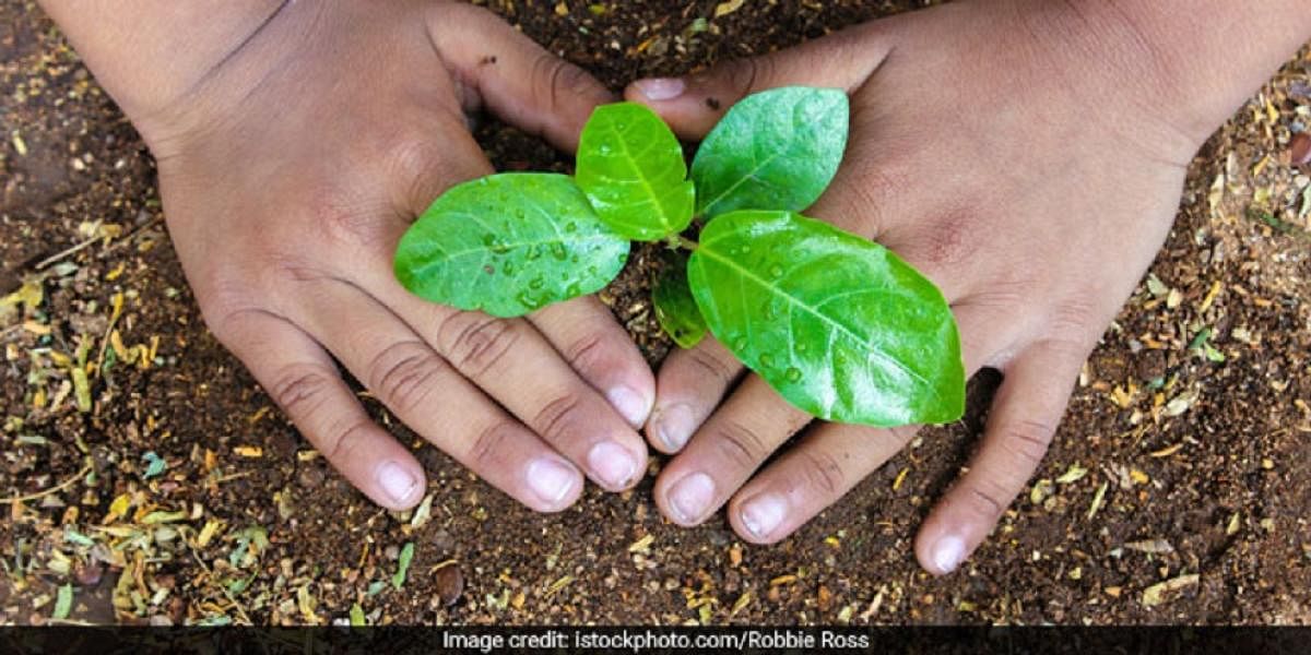 The Uttar Pradesh government has set a target to plant 22-crore saplings across the state this year, an official said on Wednesday. (DH Photo)