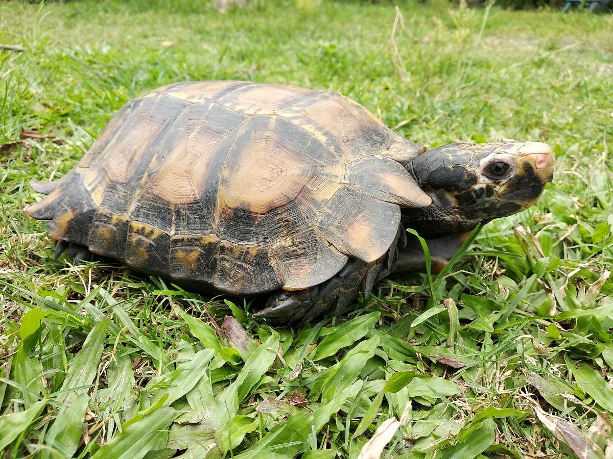 The new tortoise species discovered in Arunachal. PHOTO CREDIT: WCS