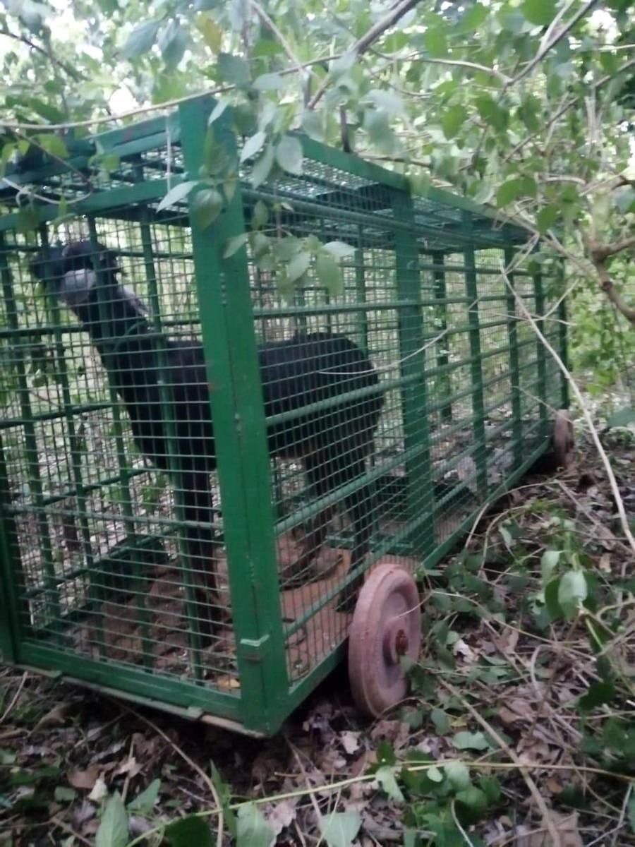 Forest department officials have placed a cage with a goat as prey to trap the leopards near Chikkaluvara in Somwarpet taluk.