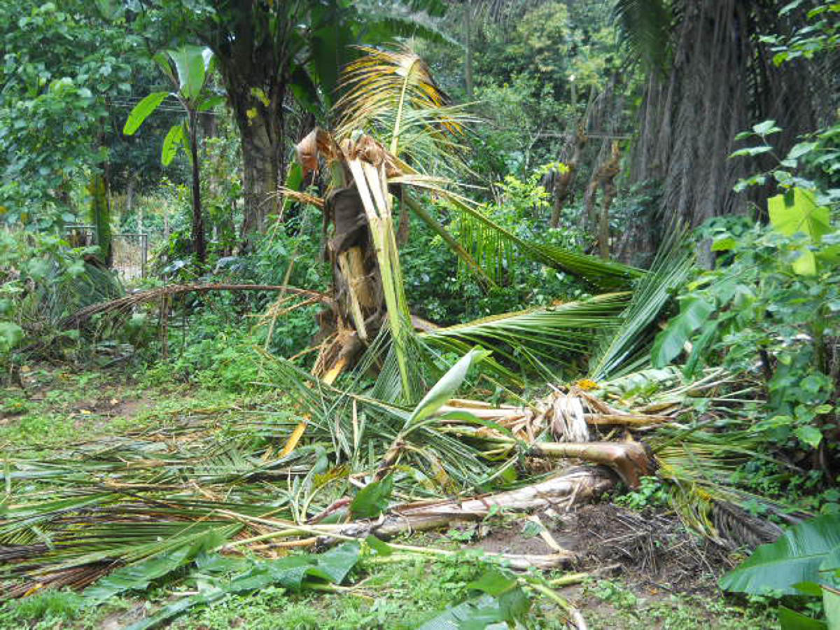 A damaged coconut tree at Aigooru near Suntikoppa.
