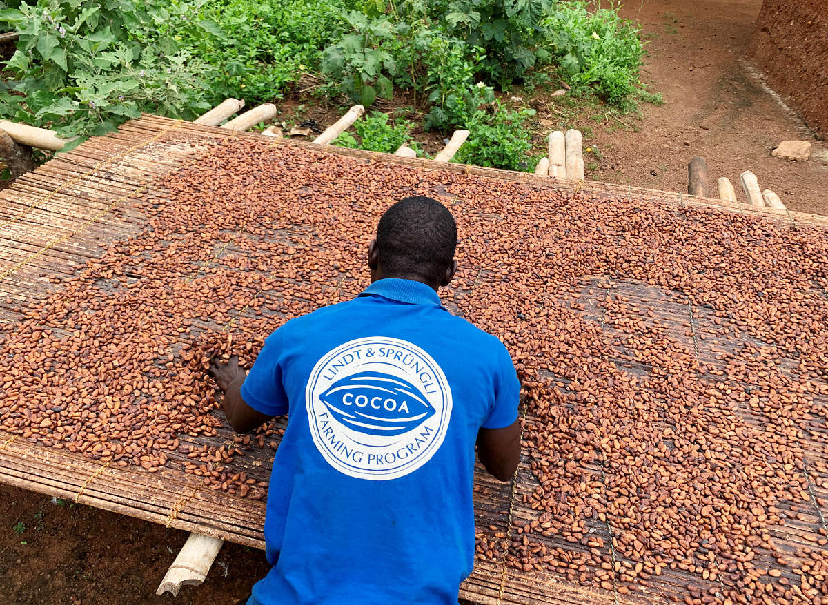 Ghanian cocoa farmer, Aziz Kwadio, 34, dries cocoa beans at his farm in the village of Essam, in the western region in Ghana June 20, 2019. Picture taken June 20, 2019. Reuters