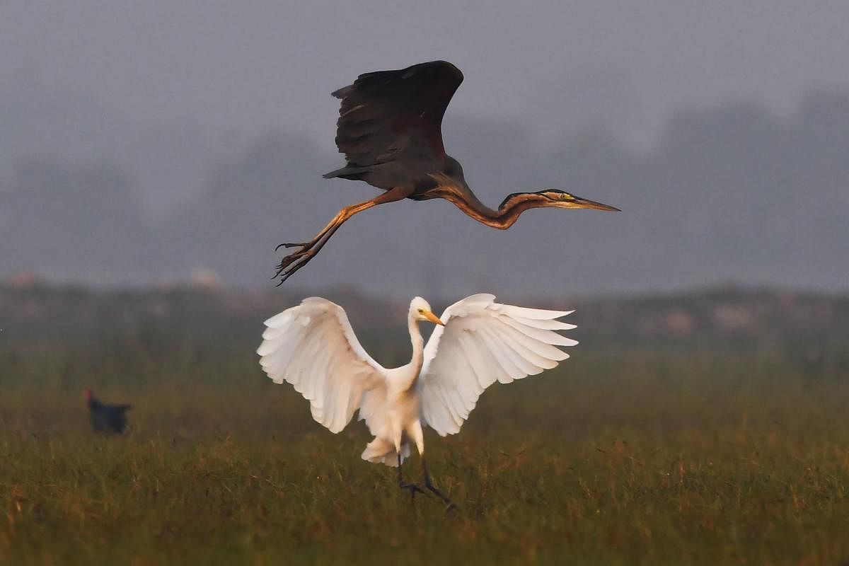 The Mangalajodi wetland, located on the west side of Chilka lake, is a popular area for spotting migratory birds along with native bird species. (AFP Photo)