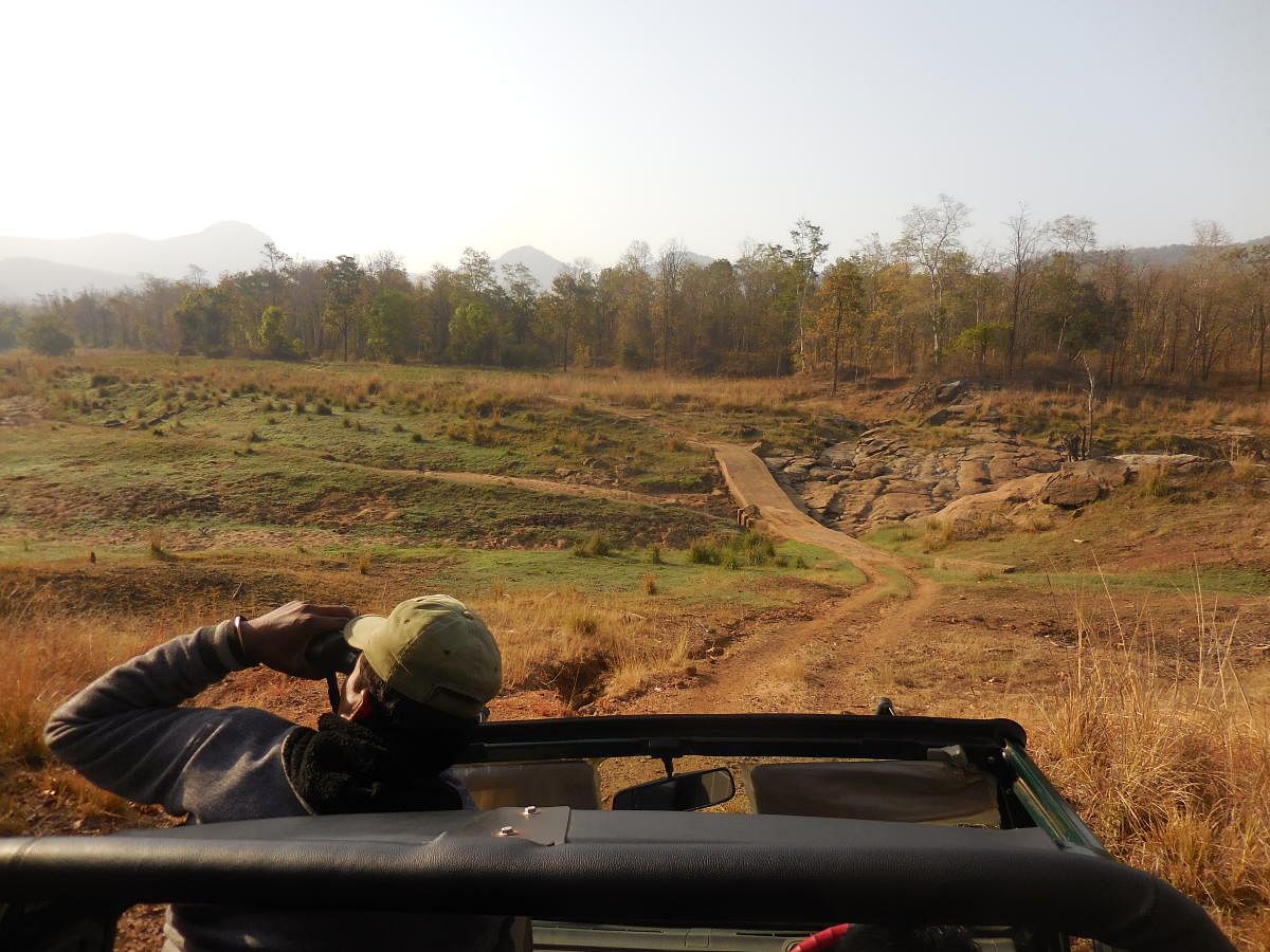 Bovine vigil; (top) the undulating terrain in Satpura