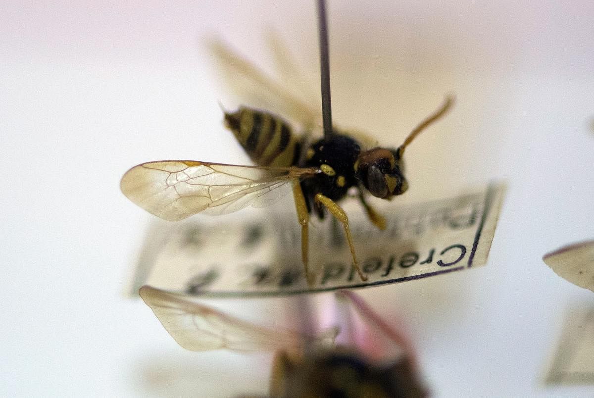 A bee collected by the volunteer-run Entomology Society at the group's home in Krefeld, western Germany. (AFP Photo)