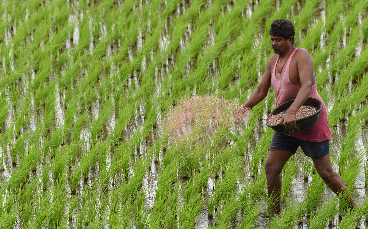 Farmer seen throwing fertiliser and manure at his paddy field at Avaragere lake in Davangere. DH Photo/Anup R Thippeswamy.