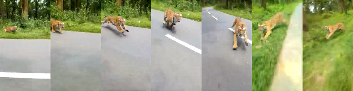 Two bikers had a narrow escape at the Muthanga Wildlife Sanctuary when a tiger gave them the chase of their life before it disappeared into the forest.